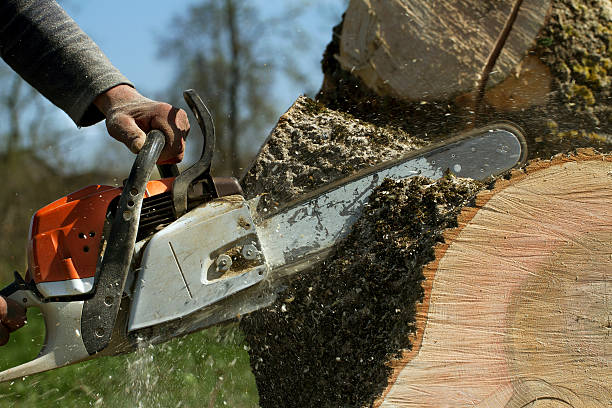 Best Fruit Tree Pruning  in St Albans, VT